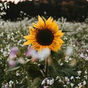 Meet your Posher, Molly